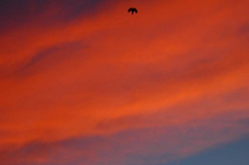 ↑　クリックで拡大します　7/29日早朝の朝焼け　出勤する鳥が急いでいます　朝からの天気の崩れを表しているのか、きれいな色に染まっています