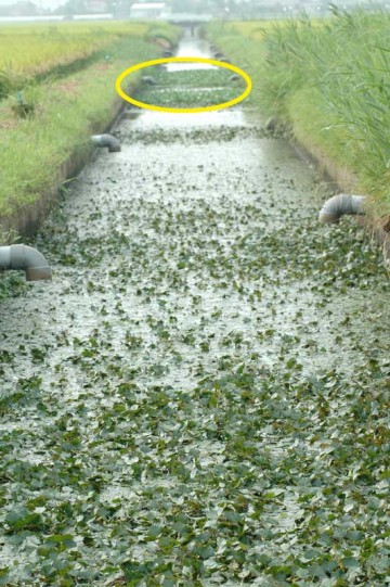 8/15日、水路での写真。黄色で囲んであるのがホテイアオイの陣地である。それ以外の水草はみんなヒシ。これがどうなったかというと。
