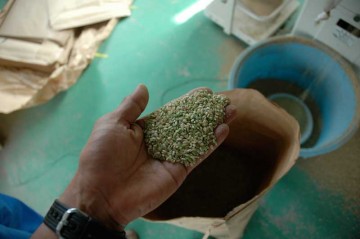 不合格の米。これもセンベイなどの材料に売れるそうです。あとから出てしまった穂からとれた米などで粒が小さく、未熟米ということだそうです。