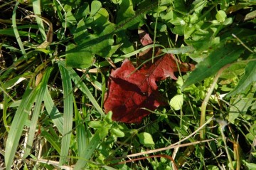 雑草の紅葉
