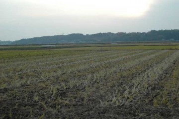 稲刈の終わった田んぼもうすぐ12月。