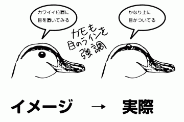 鴨だって、大きな白い頬と、大きな嘴から目を取り巻く細いラインの組み合せで、顔の向きがよくわかります。