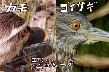 たまたま撮ってあった鴨の目の写真との比較。どちらもオレンジ色で、黒目が小さくて怖い。目だけ見るとちっともかわいくありません。