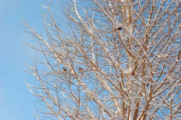 お地蔵様のイチョウの木にも雪が積もっています。ポッポーさんと、ムクドリが寒そうに枝に止まっています。
