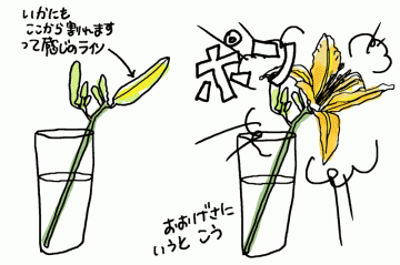 ノカンゾウの花が開く想像図。かなりの短い時間です。もしかしたらこんなふうに・・・