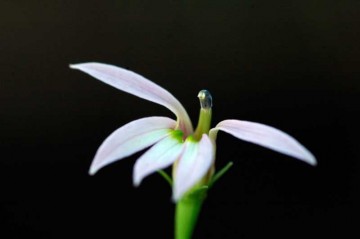 ミゾカクシ（アゼムシロ）の花