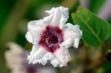 ヘクソカズラの花　中心部は白い毛のようなもので覆われています。