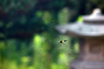 コシアキトンボ♀（腰空トンボ）　飛んでいるトンボを写真に撮るのは難しいなあ。