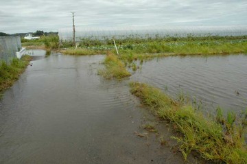 田んぼから道路へ水が流れています