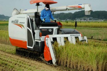 クボタコンバインER108でコシヒカリの稲刈りが始まりました。