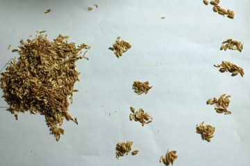 なるべく形のよいもので1粒分くらいの籾殻を一つとして数えてみました。数えるのに飽きちゃったので、こっちは400粒分