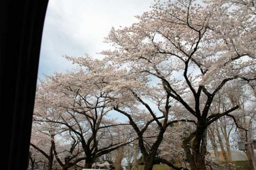 茨城県旧県庁の桜