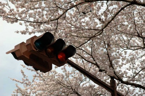 茨城県旧県庁の桜