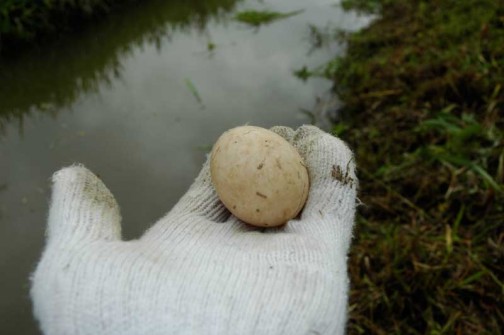 環境保全会の草刈りで見つけたカモのタマゴ　ニワトリの卵で言うMサイズくらい？