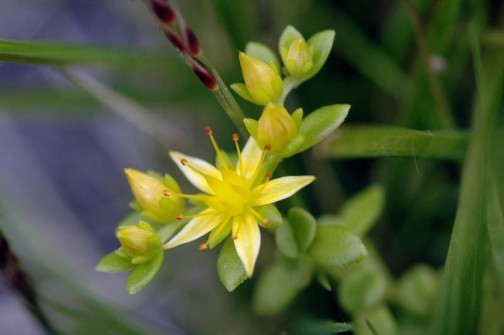 コモチマンネングサ　星形の小さな黄色い花です　雄しべだか雌しべがものすごく飛び出しています