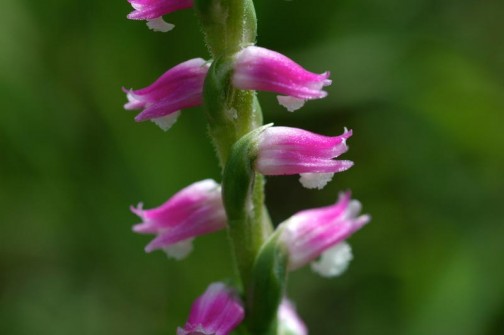 6月24日　濃い緑にショッキングピンクの小さな花　小さなラン科のネジバナ別名モジズリ（綟摺）です。
