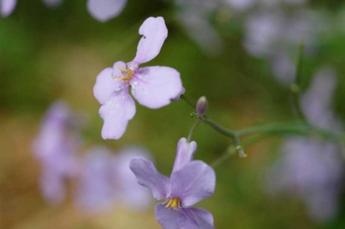 オオアラセイトウの花