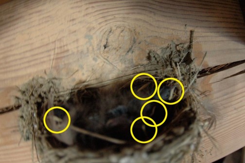7月9日　天井とのスキマがなく、うなく写真が撮れないのですが、黄色の丸で囲んだ白っぽく見える部分をヒナのくちばしと考えれば、5羽のヒナが孵ったような気がします。