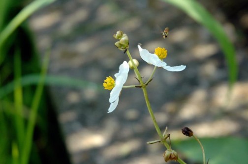 オモダカの白い花にヒラタアブの仲間が寄ってきています。