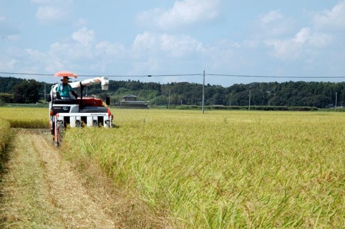 コシヒカリの稲刈り2012