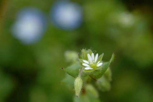 ハコベ（コハコベ？）の小さな小さな花。後にはオオイヌノフグリが見えています。