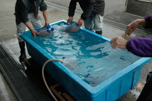 冷たい水で5分以上冷して脱水機で脱水して完了です。