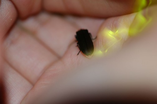 ホタル2013　子供の手のひらに乗っているのでホタル、大きく見えます。ゴキブリみたい。