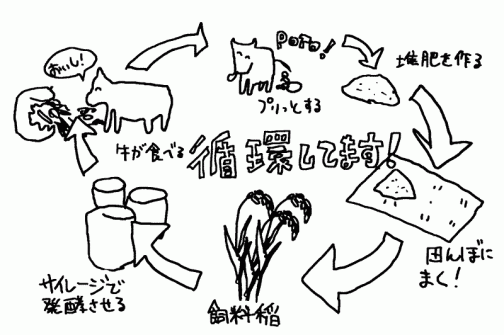 飼料稲の循環サイクルはこんな感じです。飼料稲を食べた牛の◯◯◯が戻ってきます。