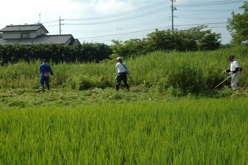 石川川河口の草刈