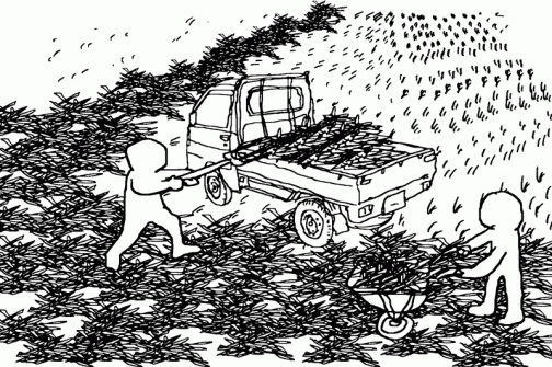 吹き寄せられた稲藁の処理　ある程度集めて山にしておいて軽トラなどに積み込みます。その後どうするのかなあ・・・積み上げて堆肥にするのでしょうか？