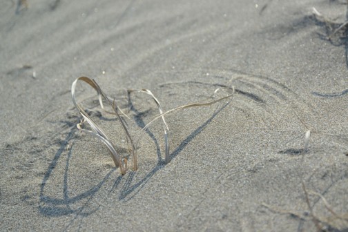 砂の上に枯れ草のコンパスが描いた図形。