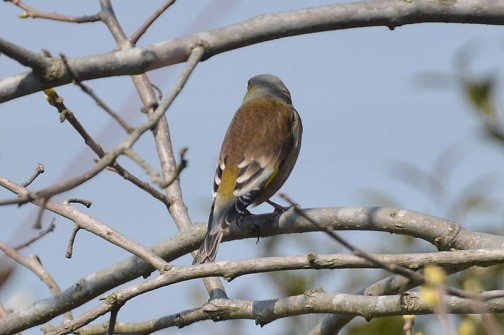 カワラヒワ（河原鶸、学名：Carduelis sinica）はスズメ目アトリ科に分類される鳥類の一種である。英名 "Oriental Greenfinch" は東洋にいる緑色のアトリ類の意味。種小名sinicaは支那（中国）の意味である