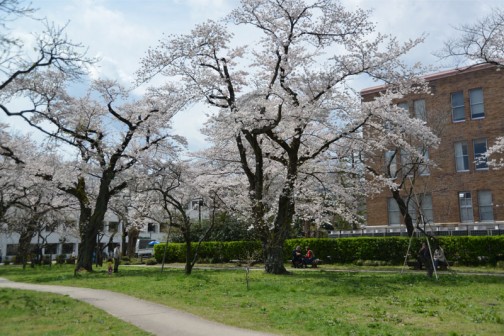 弘道館鹿島神社の桜　まわりは結構車が走り回っていて、ガチャガチャしていると思いますが、ここに居る人たちの時間はちょっとゆっくり。