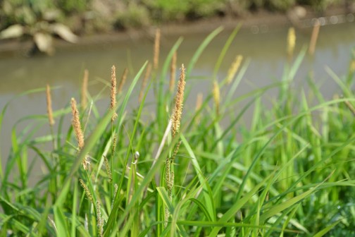ヌマアゼスゲ＜沼畦菅＞だと　カヤツリグサ科スゲ属で平地の川岸の湿地に見られる多年草。春に開花するとありました。