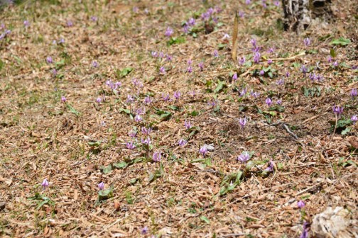 カタクリ（片栗、学名：Erythronium japonicum Decne.）は、ユリ科カタクリ属に属する多年草。古語では「堅香子（かたかご）」と呼ばれていた。