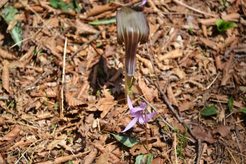 カタクリ（片栗、学名：Erythronium japonicum Decne.）は、ユリ科カタクリ属に属する多年草。古語では「堅香子（かたかご）」と呼ばれていた。