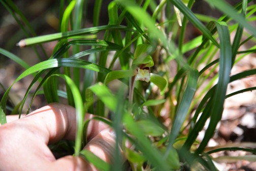 シュンラン（春蘭、学名: Cymbidium goeringii）は、単子葉植物ラン科シュンラン属の蘭で、土壌中に根を広げる地生蘭の代表的なものでもある。名称の由来は「春蘭」で、春に咲くことから。 古くから親しまれてきた植物であり、ホクロ、ジジババなどの別名がある