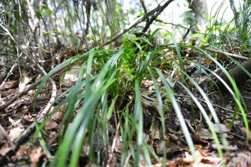 シュンラン（春蘭、学名: Cymbidium goeringii）は、単子葉植物ラン科シュンラン属の蘭で、土壌中に根を広げる地生蘭の代表的なものでもある。名称の由来は「春蘭」で、春に咲くことから。 古くから親しまれてきた植物であり、ホクロ、ジジババなどの別名がある