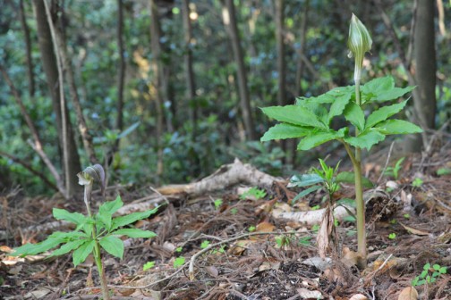 マムシグサ（蝮草、学名：Arisaema serratum）は、サトイモ科テンナンショウ属の多年草である。有毒植物。