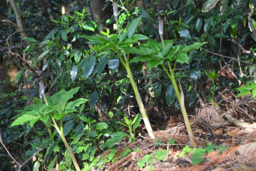 マムシグサ（蝮草、学名：Arisaema serratum）は、サトイモ科テンナンショウ属の多年草である。有毒植物。