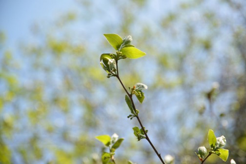ヤマコウバシ（山香し、学名: Lindera glauca）は、クスノキ科クロモジ属の落葉低木。 和名は、枝を折るとよい香りがすることから。
