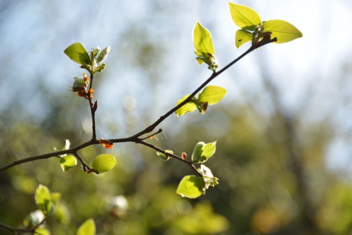 ヤマコウバシ（山香し、学名: Lindera glauca）は、クスノキ科クロモジ属の落葉低木。 和名は、枝を折るとよい香りがすることから。