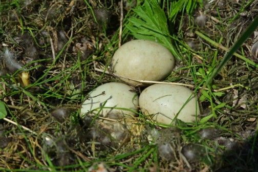 カモの卵