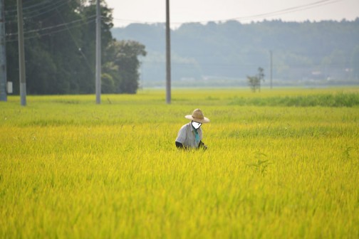 刈り始めのこのときは一面の稲穂ですが、牛さんのエサであるこのお米を作っている面積は大きくなっていて、飼料稲の稲刈りが終ると半分くらい近所の田んぼの稲刈りが終っちゃった感じになります。牛の数のほうが人間より多い感じ。