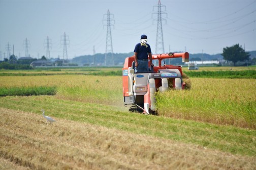 稲刈り2014、1枚の田んぼに2台のコンバイン！