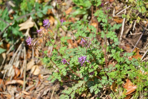 紫の花はムラサキケマンだと思います。ウィキペディアによれば、ムラサキケマン（紫華鬘、学名：Corydalis incisa）はキケマン属の越年草。とあります。
