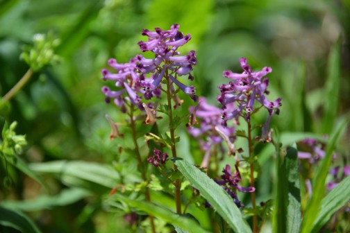 ムラサキケマンの花　圧倒的人気の紫系統の花。どうしてか気になります。虫は紫が好き・・・ということでしょうか。