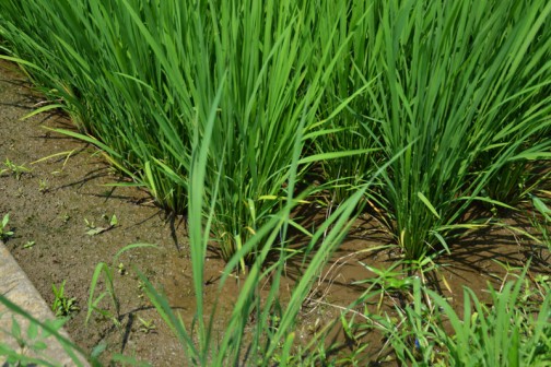 飼料稲の直播、生育状況。