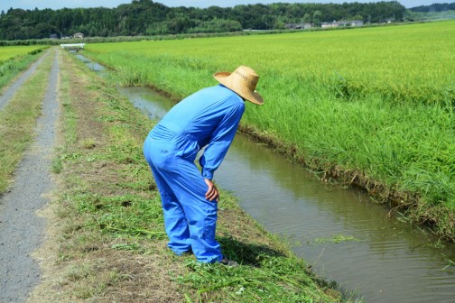 水戸市大場町島地区農地水環境保全会の草刈り。8月9日の活動の様子。