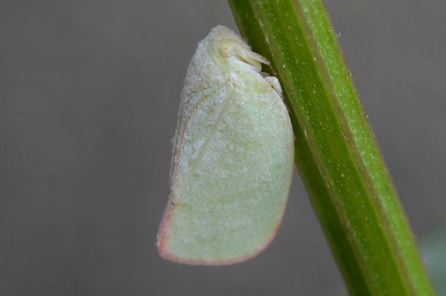 アオバハゴロモ（青羽羽衣、学名:Geisha distinctissima）は、カメムシ目ヨコバイ亜目アオバハゴロモ科(Flatidae)に属する昆虫である。薄緑色の美しい昆虫だが、一部植物の害虫としても知られる。